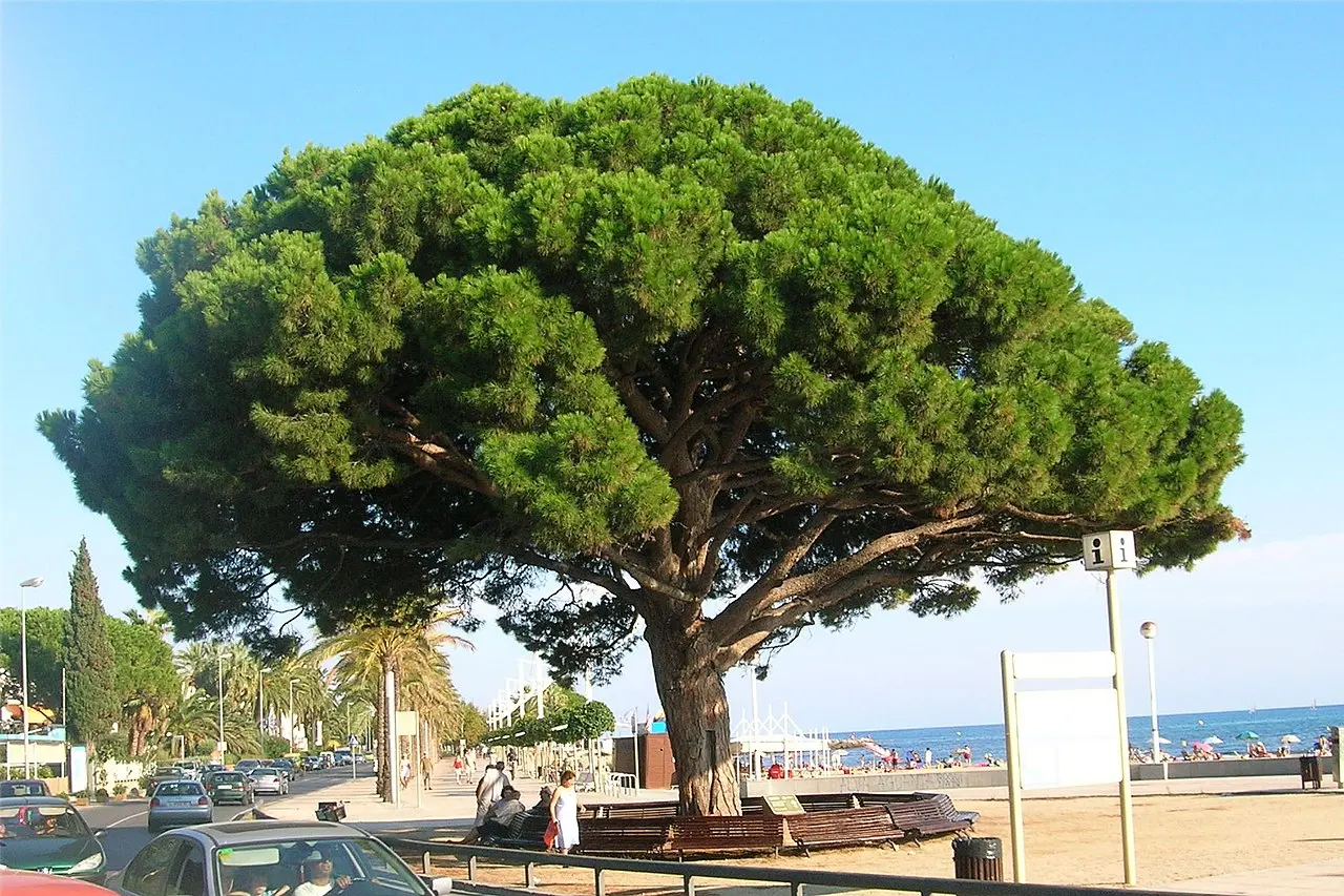 Pinus pinea - Stone Pine Tree