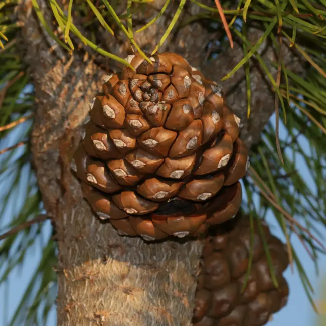 Pinus pinea - Stone Pine Tree
