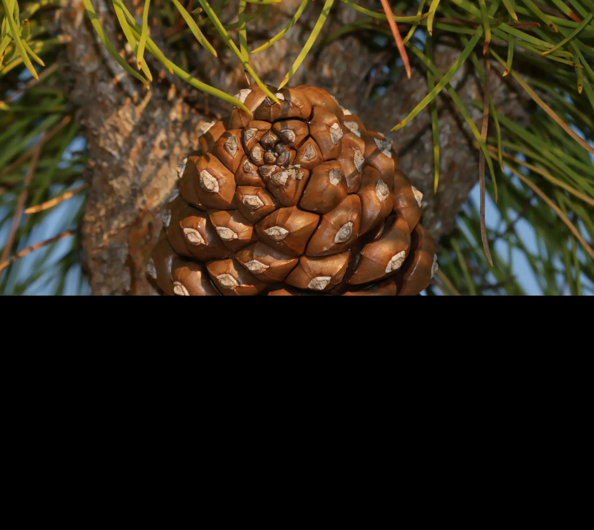 Pinus pinea - Stone Pine Tree