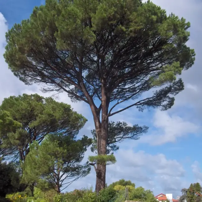 Pinus pinea - Stone Pine Tree