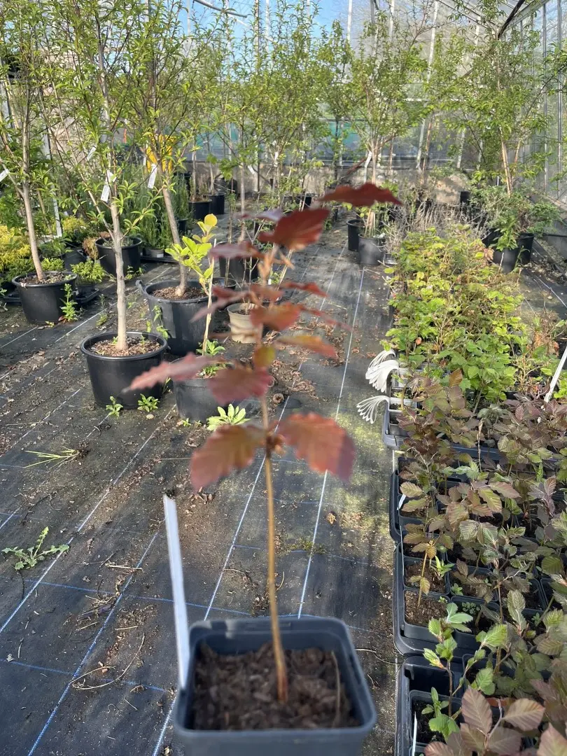 Purple / Copper Beech Tree 20/40cm (P9)