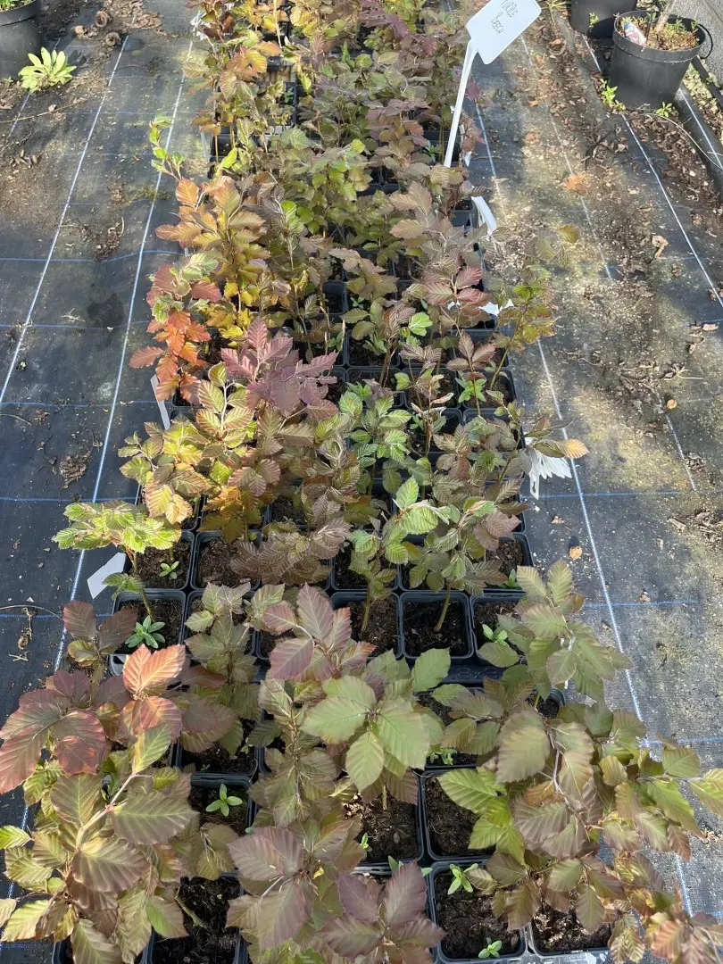 Purple / Copper Beech Tree 20/40cm (P9)