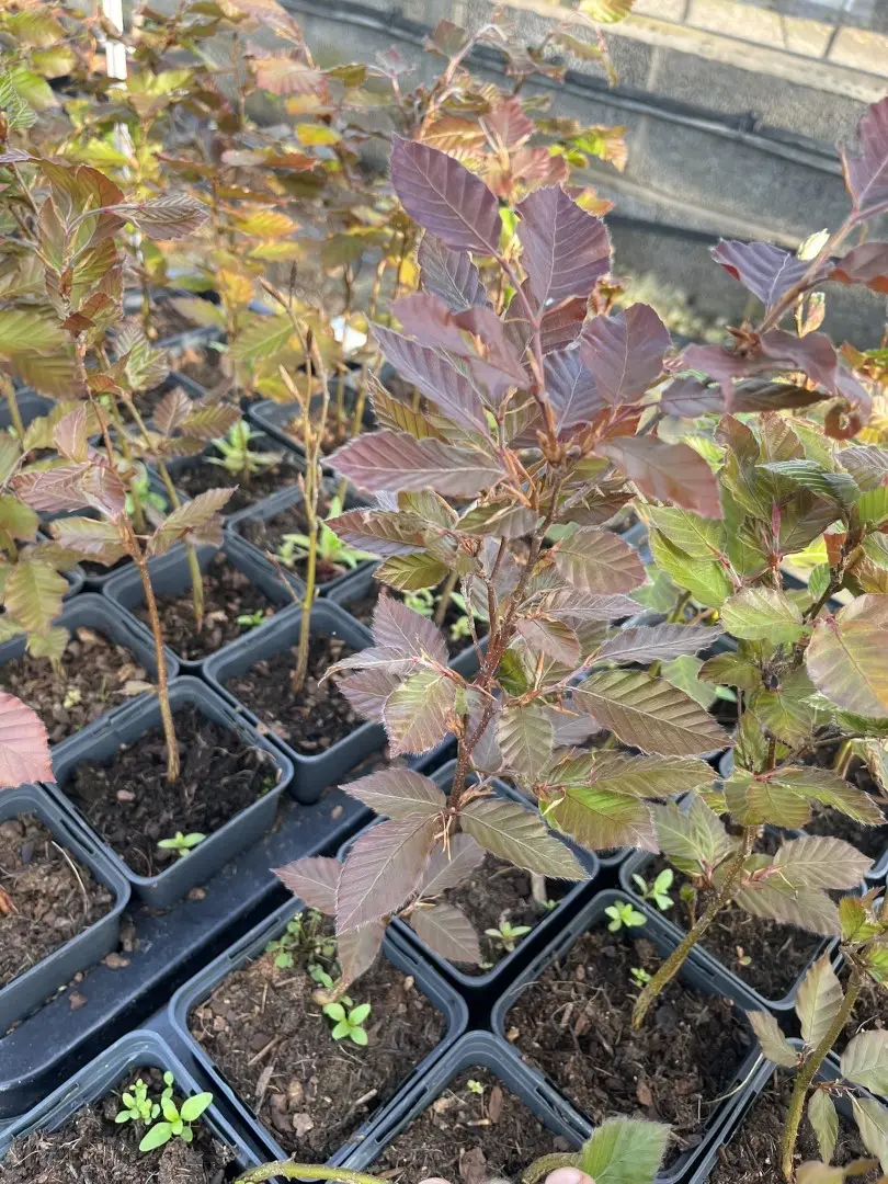 Purple / Copper Beech Tree 20/40cm (P9) - Image 9