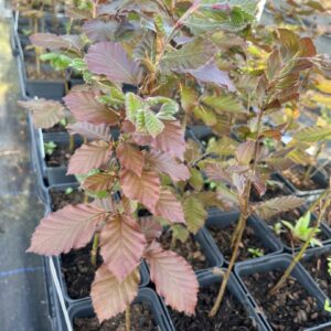 Purple / Copper Beech Tree 20/40cm (P9)