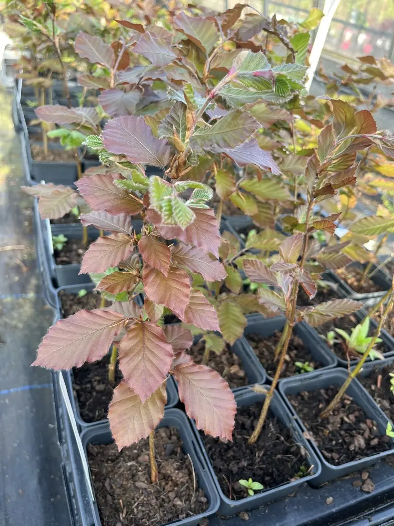 Purple / Copper Beech Tree 20/40cm (P9)