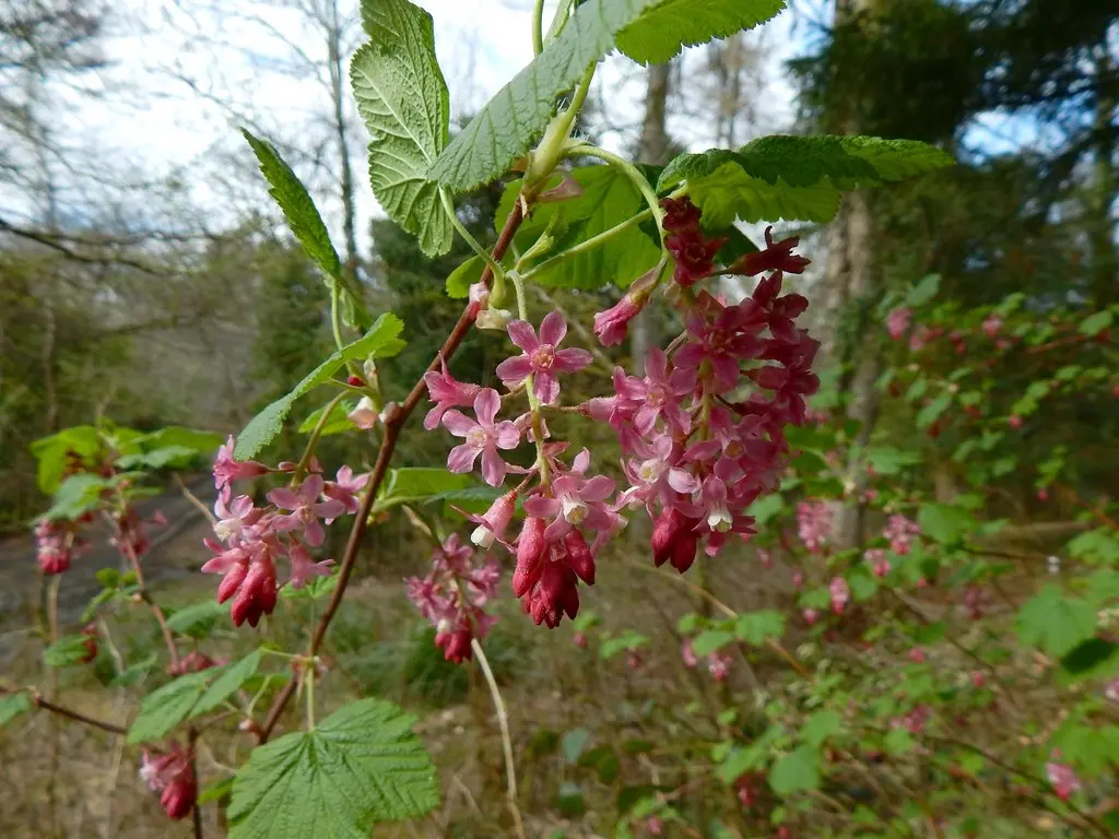 Ribes sanguineum - Flowering Currant