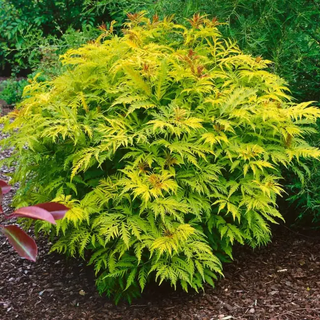 Sambucus racemosa Sutherland Gold