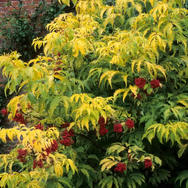 Sambucus racemosa Sutherland Gold