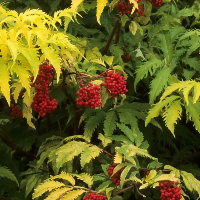 Sambucus racemosa Sutherland Gold