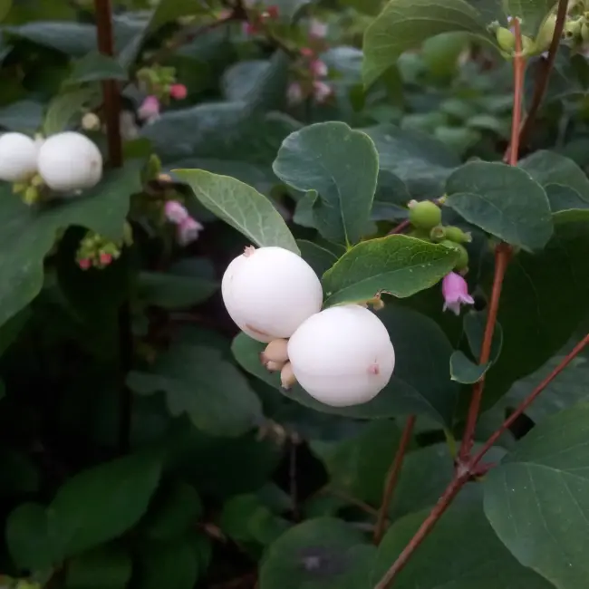 Symphoricarpos albus - Snowberry