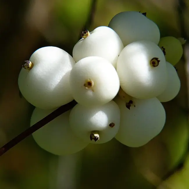 Symphoricarpos albus - Snowberry
