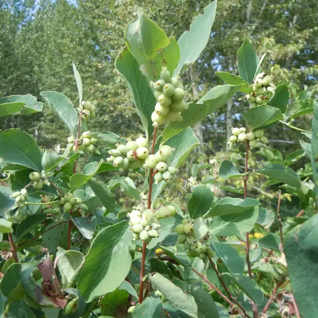 Symphoricarpos albus - Snowberry