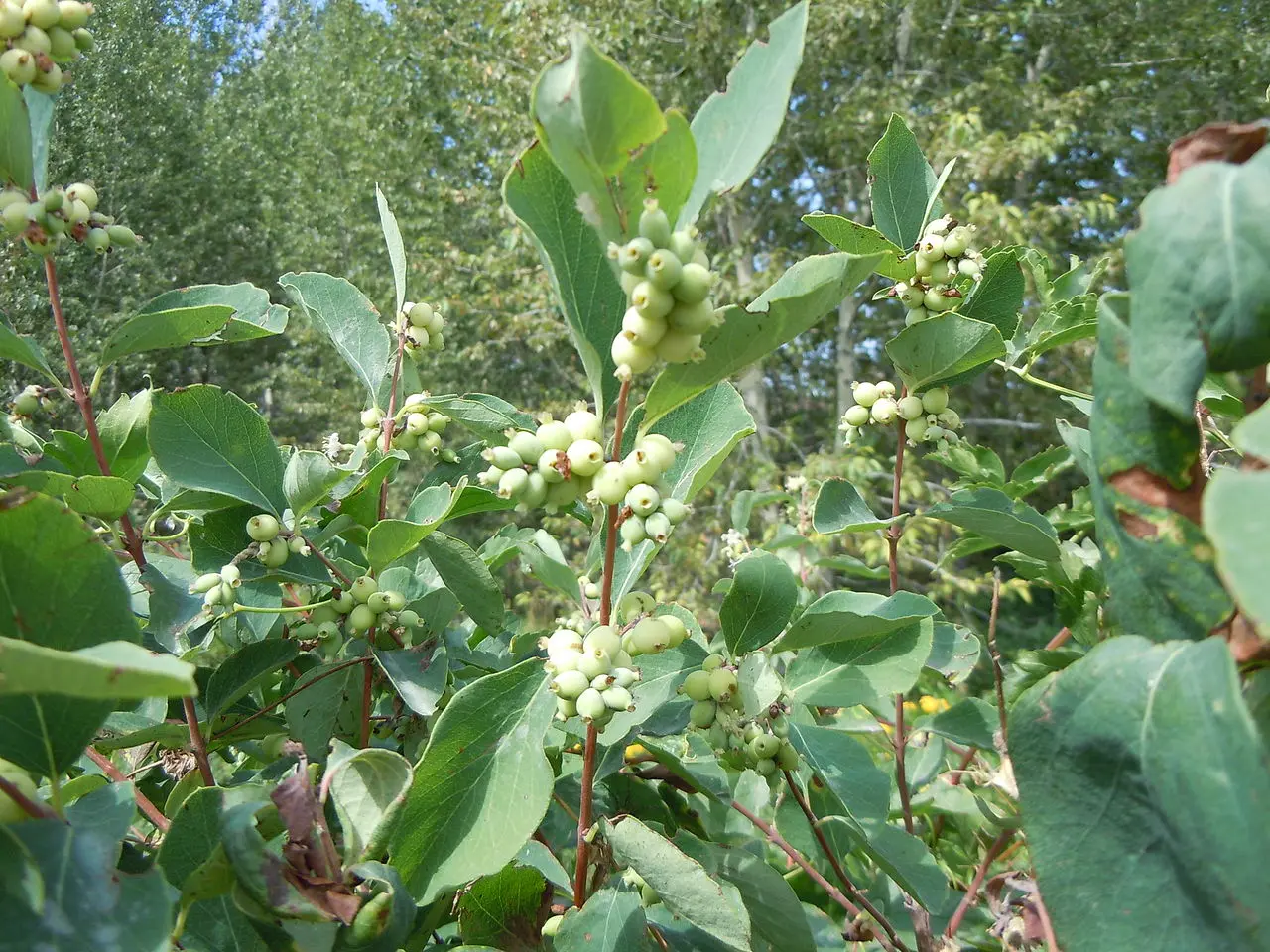 Symphoricarpos albus - Snowberry