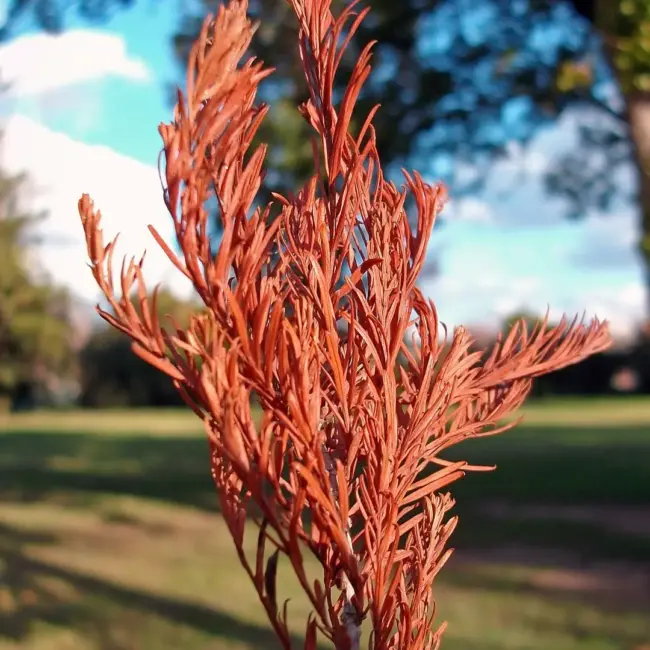 Taxodium distichum - Swamp Cypress