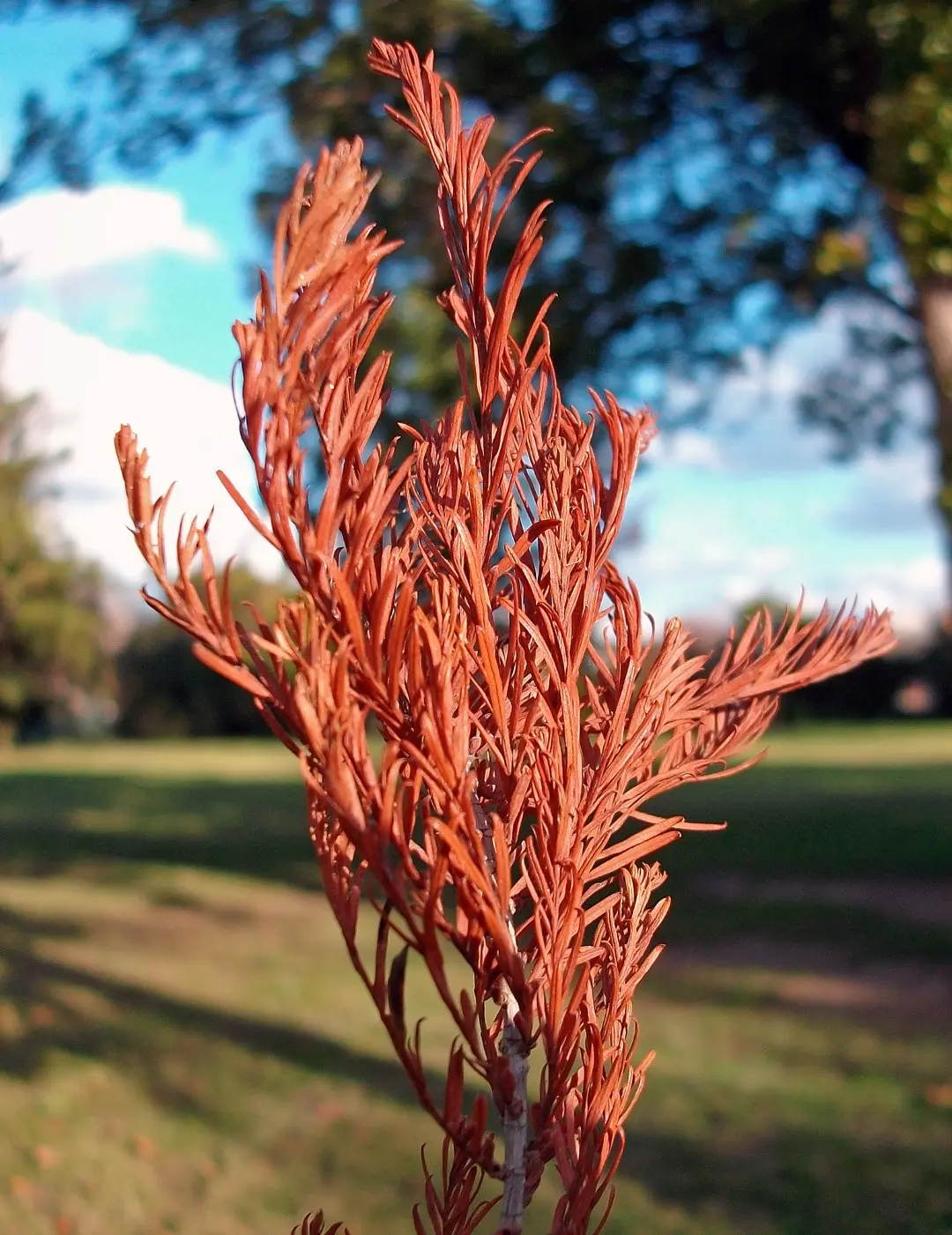 Taxodium distichum - Swamp Cypress