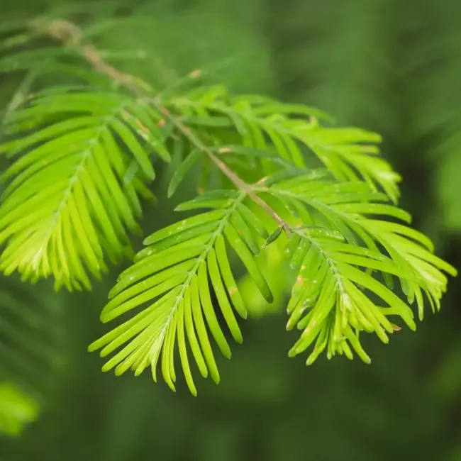 Swamp Cypress Tree 60/80cm (P9) - Image 7
