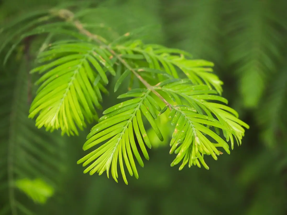 Swamp Cypress Tree 100/120cm (2L) - Image 7