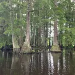 Taxodium distichum - Swamp Cypress