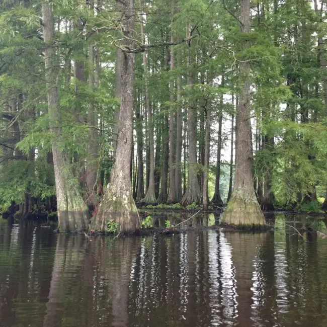 Taxodium distichum - Swamp Cypress