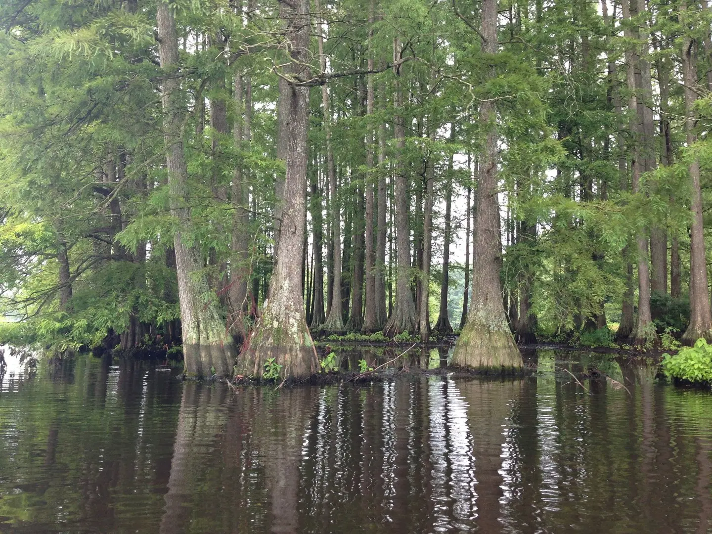 Taxodium distichum - Swamp Cypress