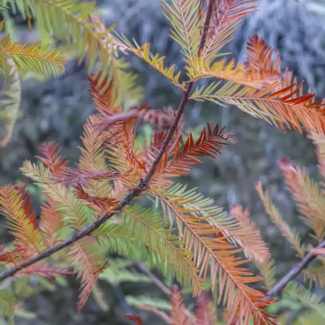 Taxodium distichum - Swamp Cypress