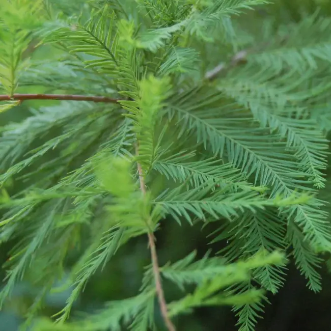 Taxodium distichum - Swamp Cypress
