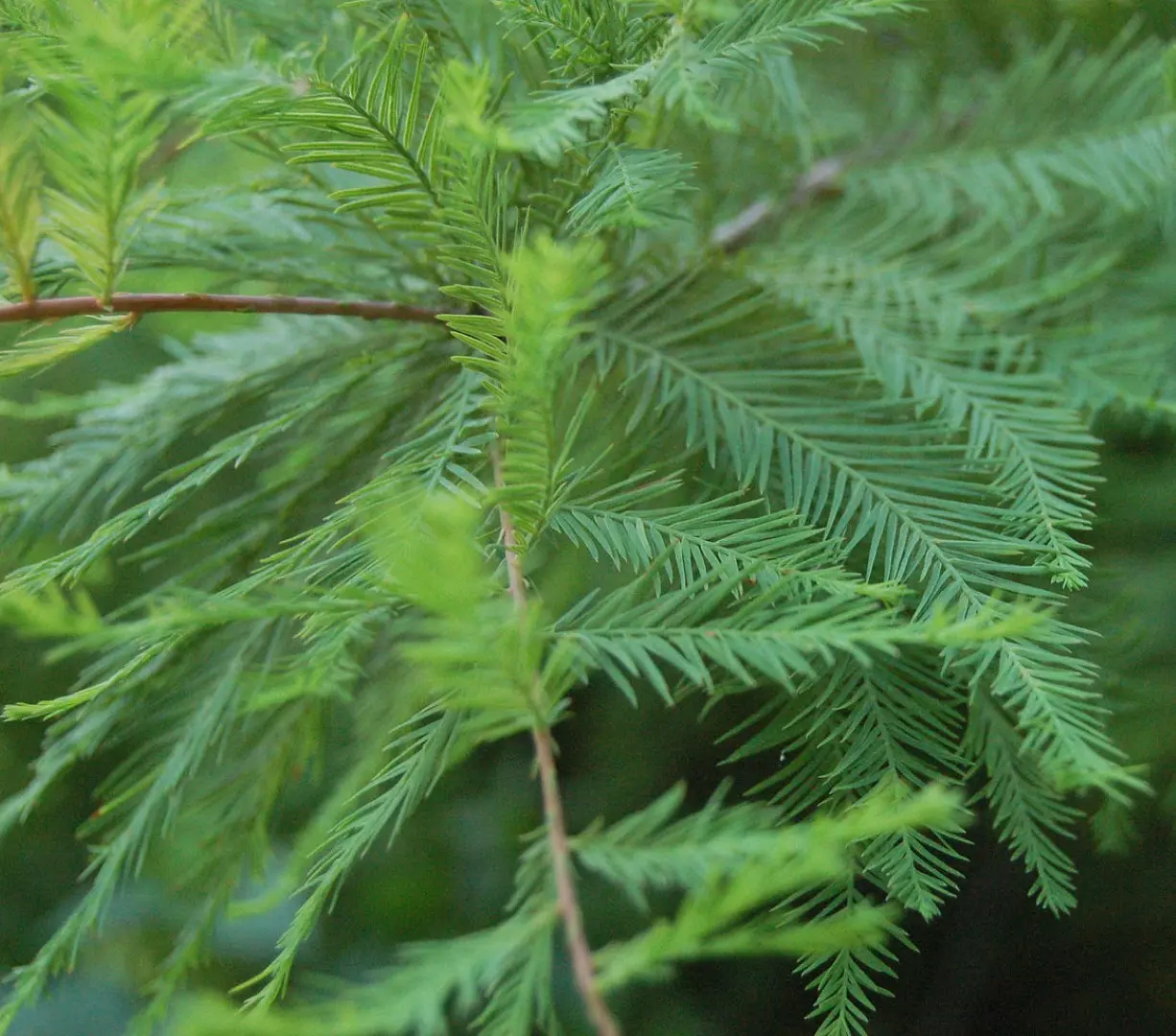 Taxodium distichum - Swamp Cypress
