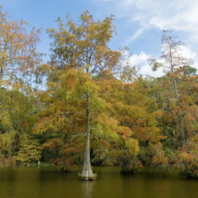Taxodium distichum - Swamp Cypress