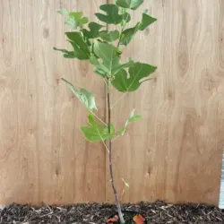 Tulip Tree 80/100cm (2L)