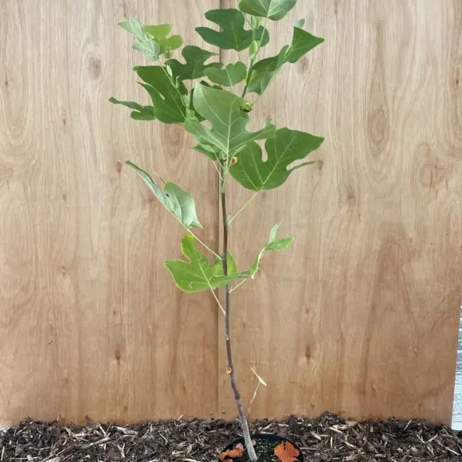 Tulip Tree 40/60cm (2L)