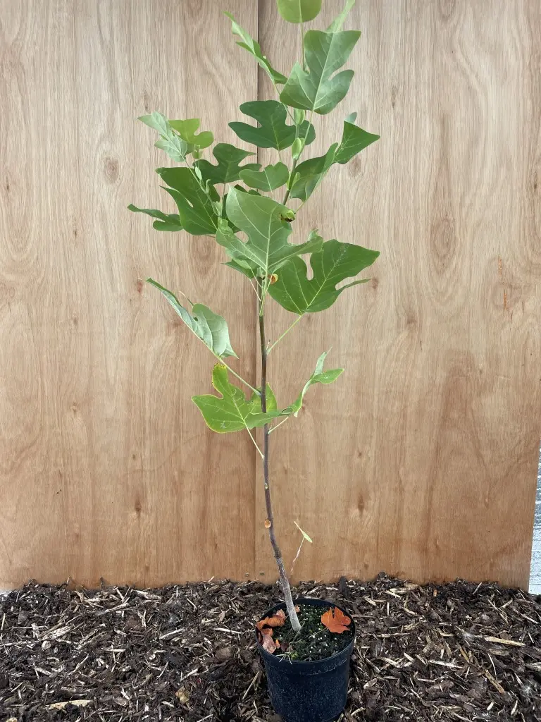 Tulip Tree 80/100cm (2L)