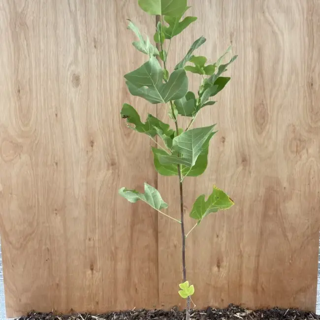 Tulip Tree 40/60cm (2L) - Image 3