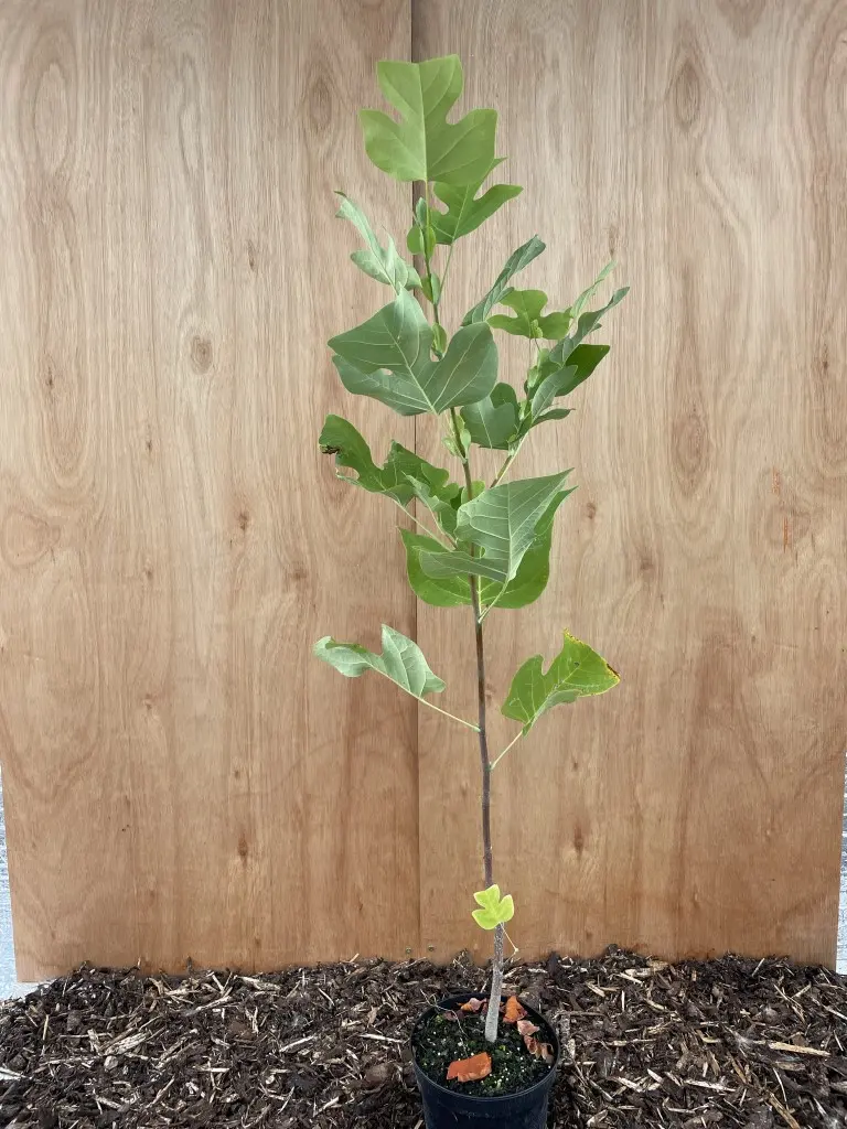 Tulip Tree 80/100cm (2L) - Image 3