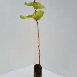 Corylus Avellana Hazel Tree