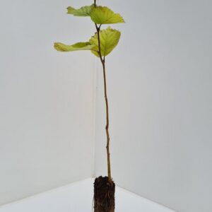Corylus Avellana Hazel Tree