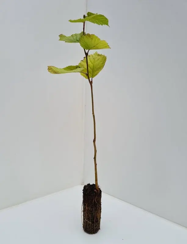 Corylus Avellana Hazel Tree
