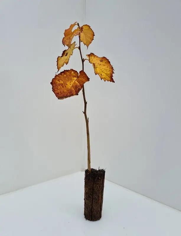 Hazel Nut Tree / Bush - Corylus avellana