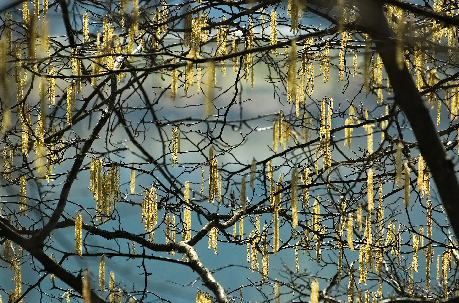 Hazel Nut Tree / Bush - Corylus avellana