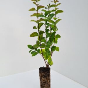 Symphoricarpos albus - Snowberry