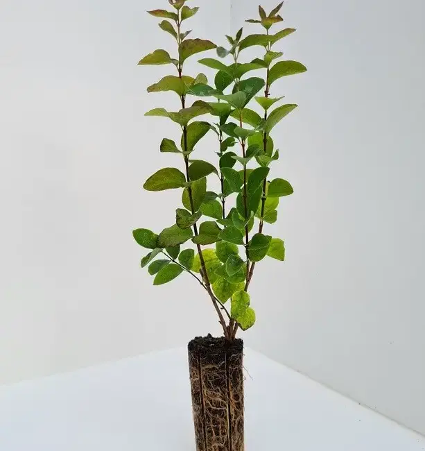 Symphoricarpos albus - Snowberry