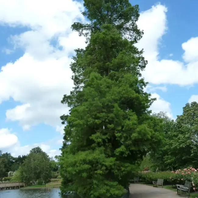 Taxodium distichum - Swamp Cypress