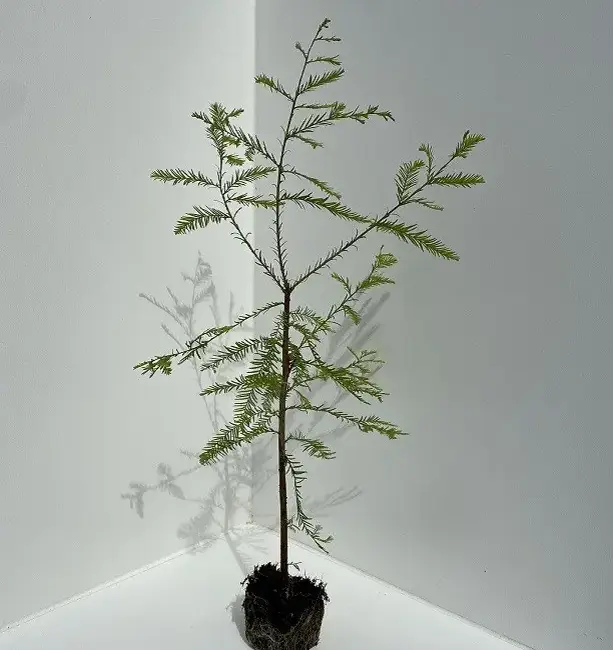 Taxodium distichum - Swamp Cypress