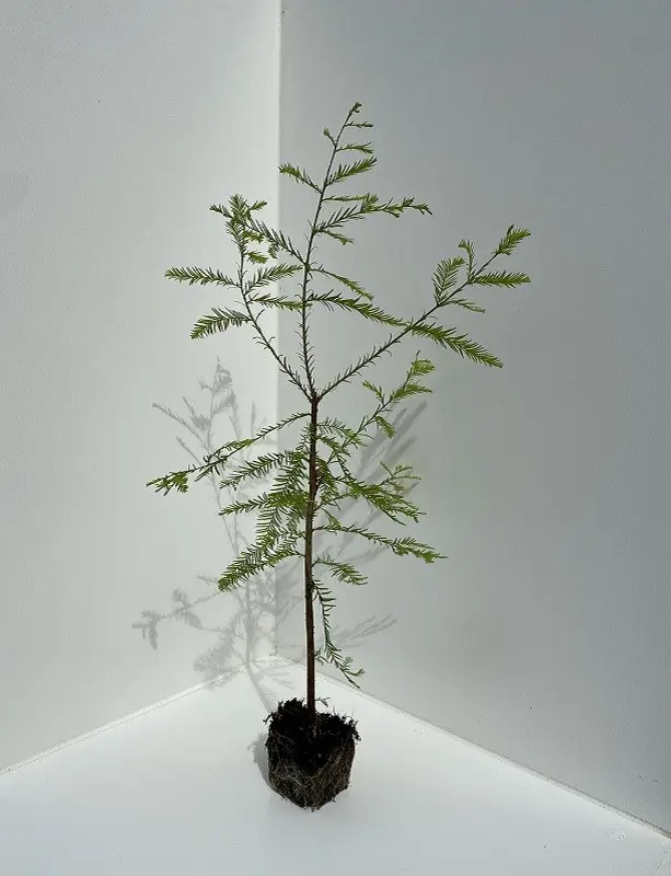 Taxodium distichum - Swamp Cypress