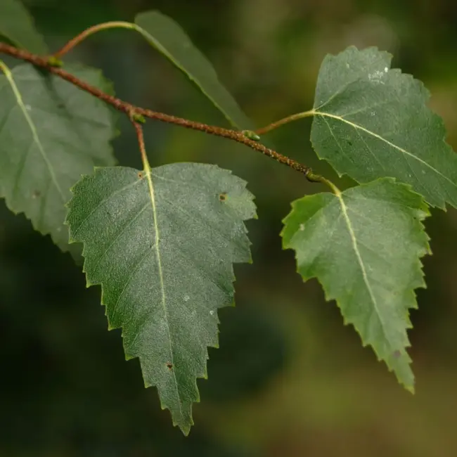 Silver Birch - Betula pendula