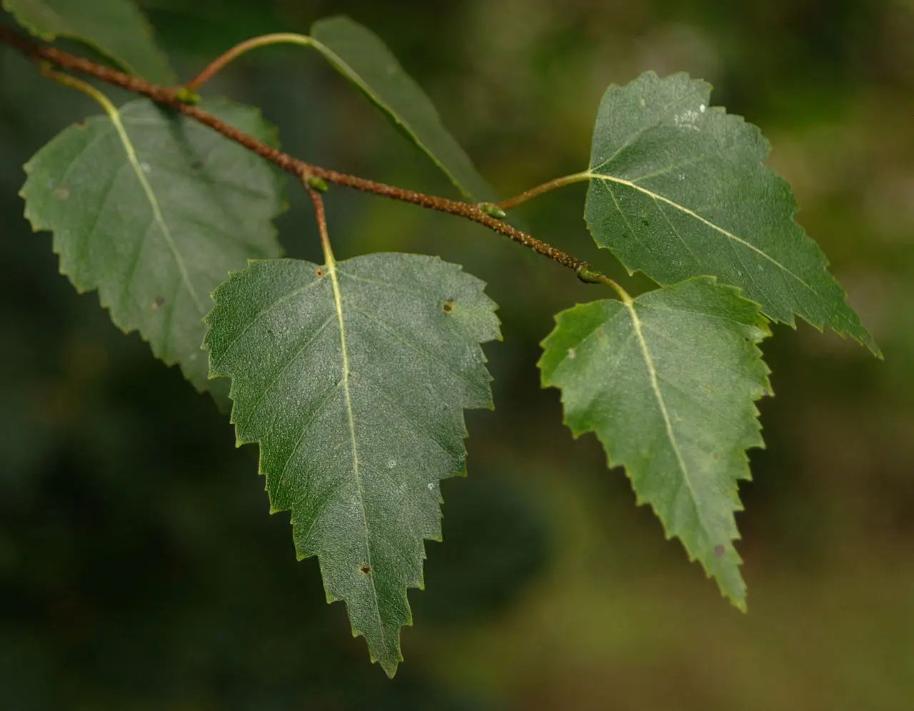 Silver Birch - Betula pendula