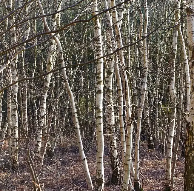 Silver Birch - Betula pendula