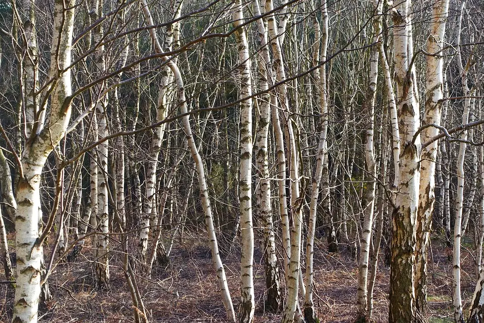 Silver Birch - Betula pendula