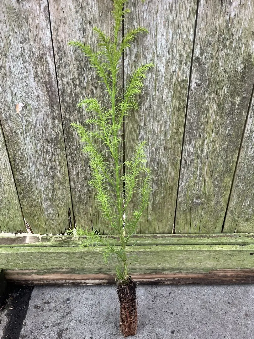 Cryptomeria japonica - Japanese Red Cedar Tree