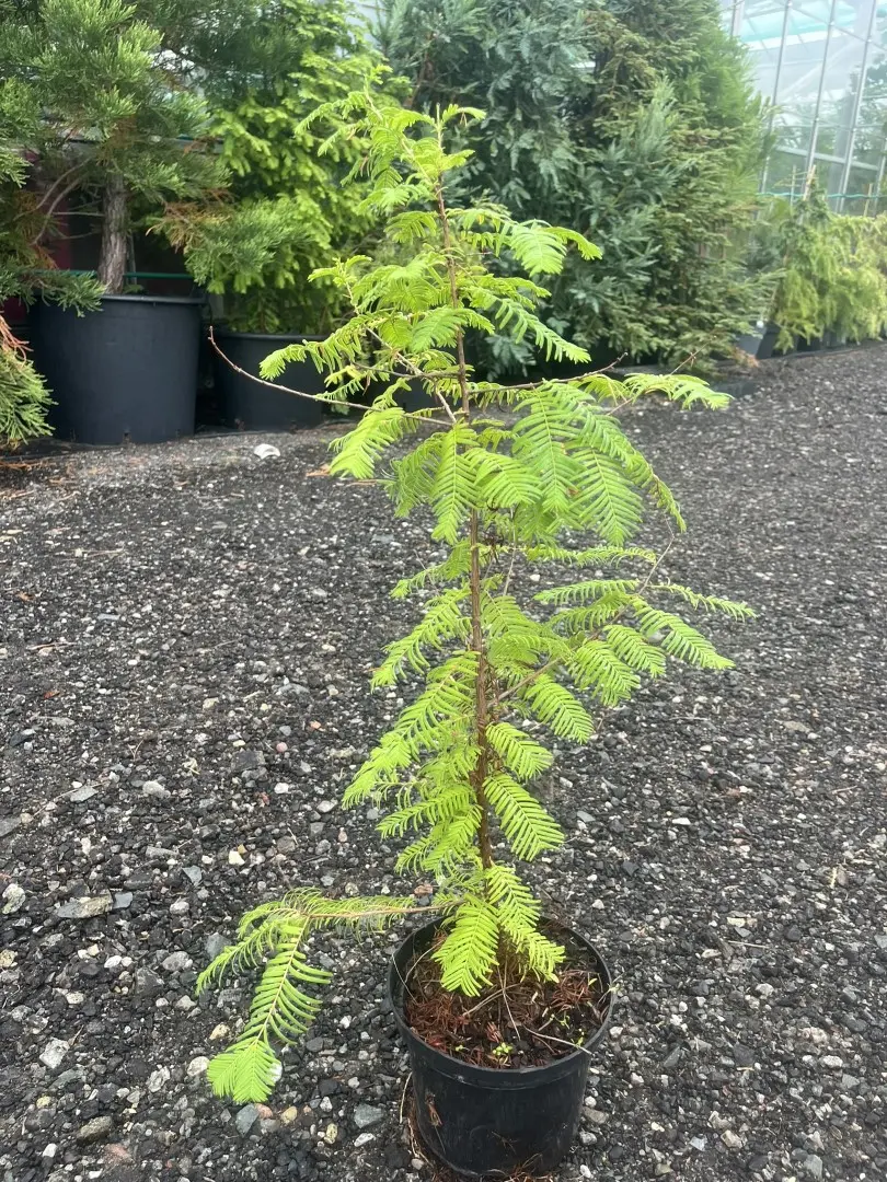Dawn Redwood - Metasequoia glyptostroboides