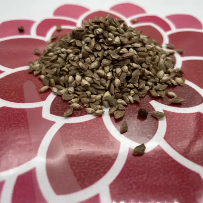 Dunkeld / Hybrid Larch Seeds - Image 6